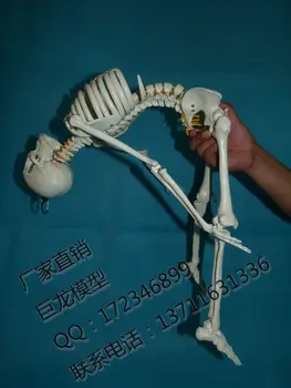 גלוסקמה דגם של שלד אנושי הגוף 85cm שלד מודל